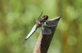 A male Broad-bodied Chaser Libellula depressa perched on a twig. Royalty Free Stock Photo