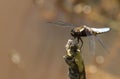 A stunning male Broad-bodied Chaser Libellula depressa perching on a branch at the edge of a pond. Royalty Free Stock Photo