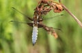 A male Broad-bodied Chaser, Libellula depressa, perching on a plant. Royalty Free Stock Photo