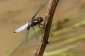 A stunning male Broad-bodied Chaser Libellula depressa perching on a plant stem in the middle of a pond. Royalty Free Stock Photo