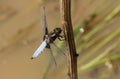 A stunning male Broad-bodied Chaser Libellula depressa perching on a plant stem in the middle of a pond. Royalty Free Stock Photo