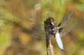 A stunning male Broad-bodied Chaser Libellula depressa perching on a plant stem in the middle of a pond. Royalty Free Stock Photo