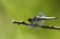 A stunning male Broad-bodied Chaser Libellula depressa perching on a twig next to the lake. Royalty Free Stock Photo