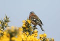 A stunning male Chaffinch, Fringilla coelebs, perched on a Gorse bush in flower in springtime.