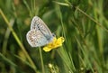 A stunning male Common Blue Butterfly Polyommatus icarus nectaring on a yellow flower. Royalty Free Stock Photo