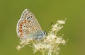 A stunning male Common Blue Butterfly Polyommatus icarus perched on a flower. Royalty Free Stock Photo