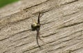 A male Crab Spider Misumena vatia hunting for food on a wooden fence in woodland. Royalty Free Stock Photo