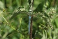 A stunning male Emperor Dragonfly, Anax imperator, resting on a stinging nettle plant.