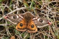 A stunning male Emperor Moth, Saturnia pavonia, perching on the grass in the Moor in Durham, UK.