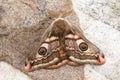 A stunning male Emperor Moth, Saturnia pavonia, perching on a rock in the Moor of Durham, UK.