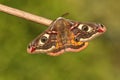 A stunning male Emperor Moth, Saturnia pavonia, perching on a twig in spring.