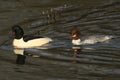 A stunning male and female Goosander Mergus merganser swimming in a fast flowing river. They have been diving down into the wat