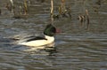 A stunning male and female Goosander Mergus merganser swimming in a fast flowing river. They have been diving down into the wat