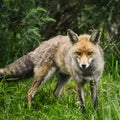 Stunning male fox in long lush green grass of Summer field Royalty Free Stock Photo