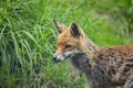 Stunning male fox in long lush green grass of Summer field Royalty Free Stock Photo