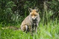 Stunning male fox in long lush green grass of Summer field Royalty Free Stock Photo