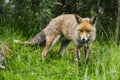 Stunning male fox in long lush green grass of Summer field Royalty Free Stock Photo