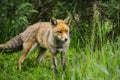 Stunning male fox in long lush green grass of Summer field Royalty Free Stock Photo