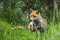 Stunning male fox in long lush green grass of Summer field Royalty Free Stock Photo