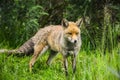 Stunning male fox in long lush green grass of Summer field Royalty Free Stock Photo