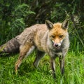 Stunning male fox in long lush green grass of Summer field Royalty Free Stock Photo