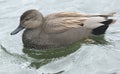 A spretty male Gadwall Anas strepera swimming on a lake. Royalty Free Stock Photo