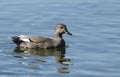 A male Gadwall Duck, Anas strepera, swimming on a lake in spring. Royalty Free Stock Photo