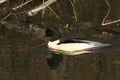 A stunning male Goosander Mergus merganser swimming in a fast flowing river. It has been diving down into the water to catch fi