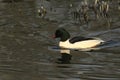 A stunning male Goosander Mergus merganser swimming in a fast flowing river. It has been diving down into the water to catch fi