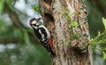 A stunning male Great spotted Woodpecker, Dendrocopos major, perching on the edge of its nesting hole in a Willow tree with a beak