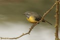 A stunning male Grey Wagtail, Motacilla cinerea, perched on a bramble. It was watching and displaying to the female