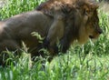 Stunning Male Lion Prowling in tall Grass