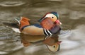A stunning male Mandarin duck Aix galericulata swimming in a lake. Royalty Free Stock Photo