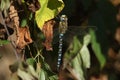 A pretty male Migrant Hawker Dragonfly, Aeshna mixta, perching on a leaf. Royalty Free Stock Photo