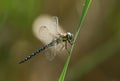 A male Migrant Hawker Dragonfly, Aeshna mixta, perching on a reed at the edge of a lake in the UK. Royalty Free Stock Photo