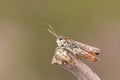 A male Mottled Grasshopper, Myrmeleotettix maculatus, perching on a twig in heath land.