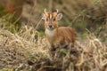 A stunning male Muntjac Deer Muntiacus reevesi feeding at the edge of a forest.