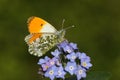 A stunning male Orange-tip Butterfly, Anthocharis cardamines, perched on a forget-me-not flower.