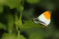 A male Orange-tip Butterfly, Anthocharis cardamines, perching on a Garlic Mustard leaf in spring.