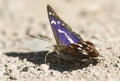A stunning Male Purple Emperor Apatura iris perching on the ground eating minerals. Royalty Free Stock Photo