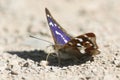 A stunning Male Purple Emperor Apatura iris perching on the ground eating minerals. Royalty Free Stock Photo