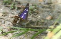 A stunning Male Purple Emperor Butterfly, Apatura iris perching on the ground in the shade. Royalty Free Stock Photo