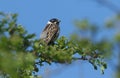 A stunning male Reed Bunting Emberiza schoeniclus perching in a hawthorn tree. Royalty Free Stock Photo