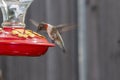 Male Ruby Throat Hummingbird hovering and drinking from a feeder