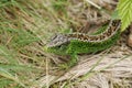 A stunning male Sand Lizard Lacerta Agilis hunting in the undergrowth for food. Royalty Free Stock Photo
