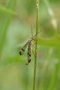 A stunning male Scorpion Fly Panorpa communis perching on a blade of grass.