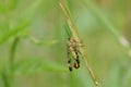 A stunning male Scorpion Fly Panorpa communis perching on a blade of grass.