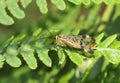 A stunning male Scorpion Fly Panorpa communis perching on a bracken leaf in woodland.