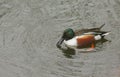 A male Shoveler duck, Anas clypeata, swimming on a lake in the pouring rain.