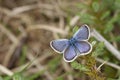 A stunning male Silver-studded Blue Butterfly Plebejus argus perching on Gorse with its wings open.